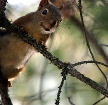 Camping nature Gironde