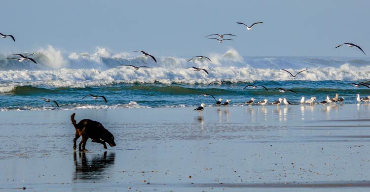 Camping plage Lacanau
