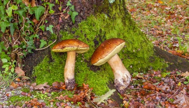 Hourtin camping 3 étoiles